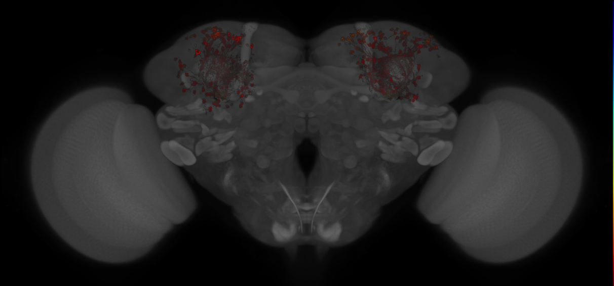 JRC_MB185B_Brain_20121213_33_C4_20x