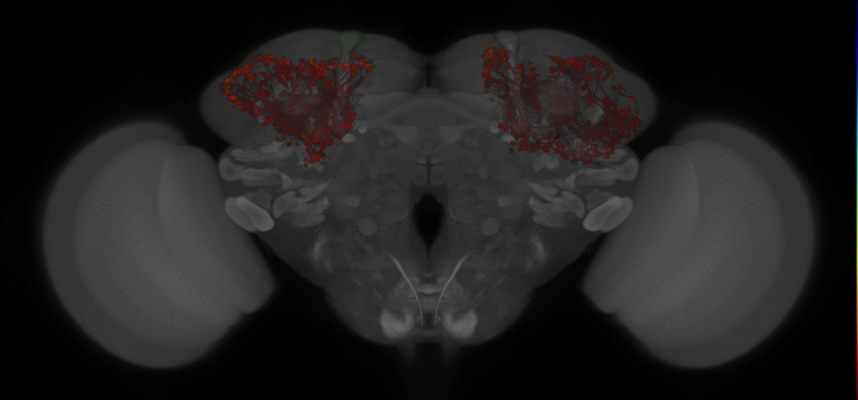 JRC_MB477B_Brain_20121213_33_D2_20x