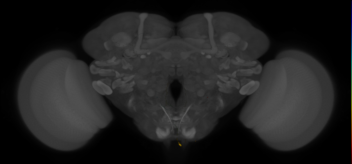 JRC_MB021B_Brain_20121208_31_B4_20x
