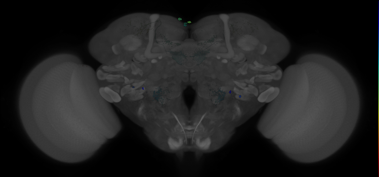 JRC_MB074C_Brain_20121210_31_D4_20x