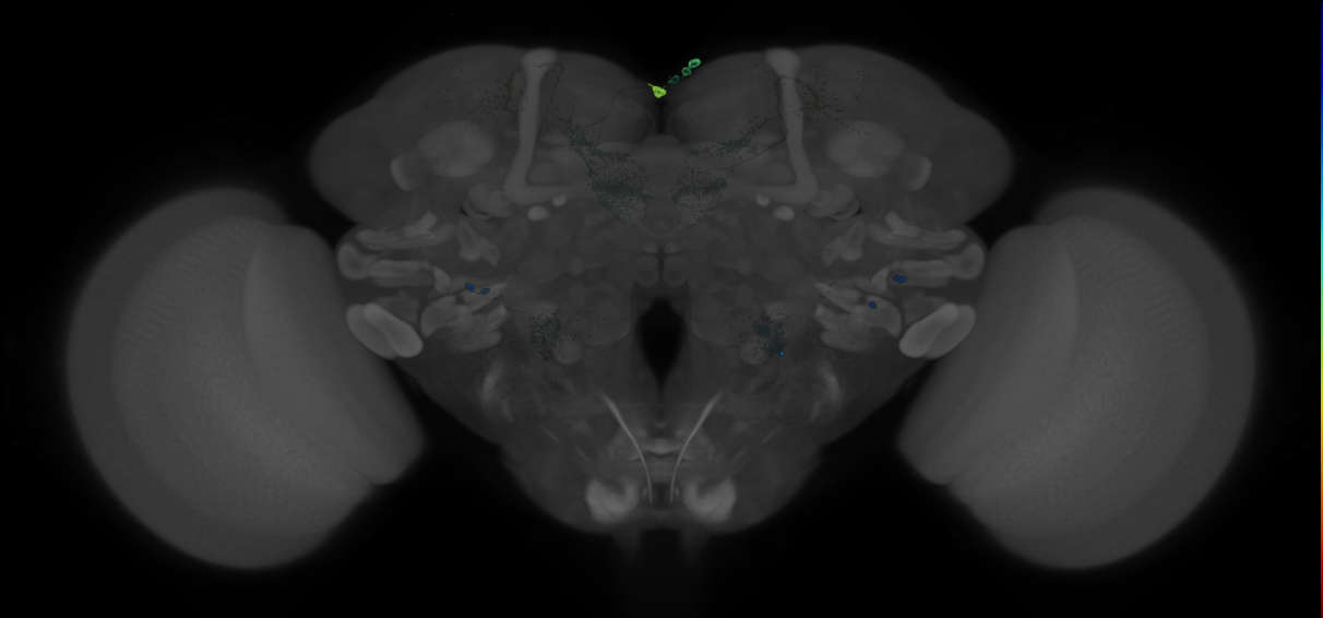 JRC_MB074C_Brain_20121210_31_D5_20x