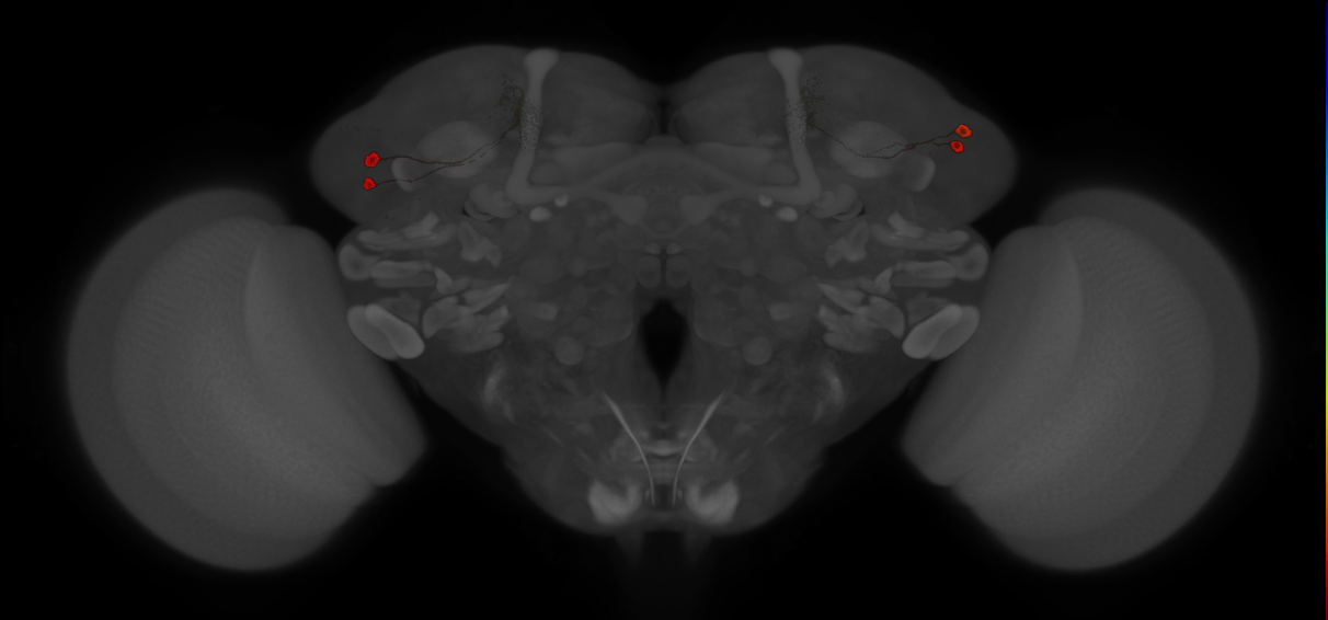 JRC_MB549C_Brain_20121210_32_D1_20x