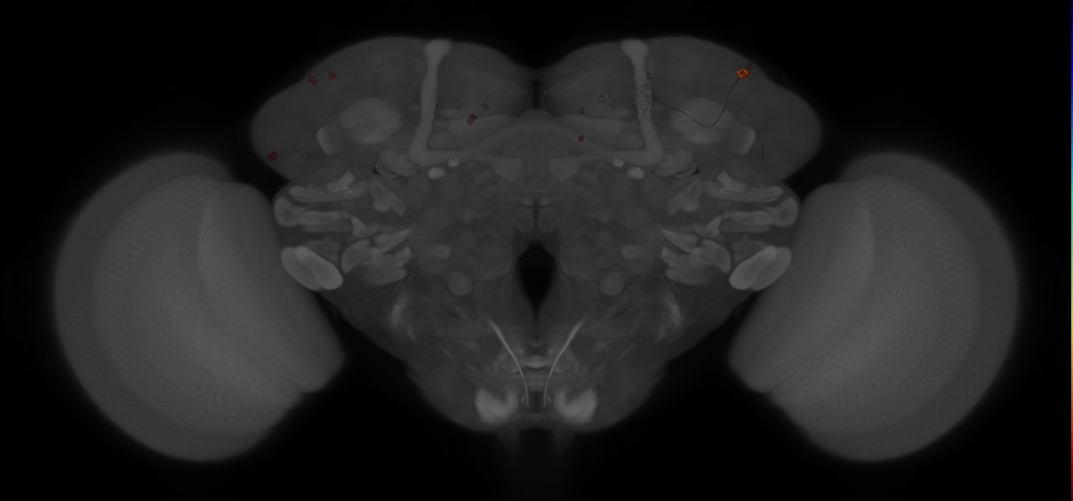 JRC_MB080C_Brain_20121210_32_F4_20x