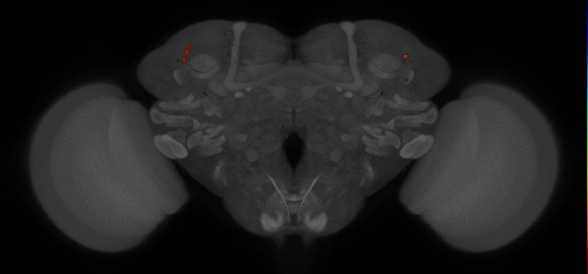 JRC_MB542B_Brain_20121210_32_G3_20x