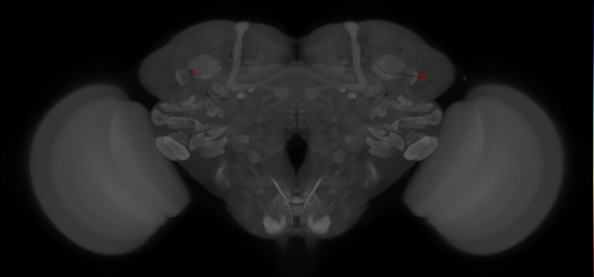 JRC_MB542B_Brain_20121210_32_G6_20x