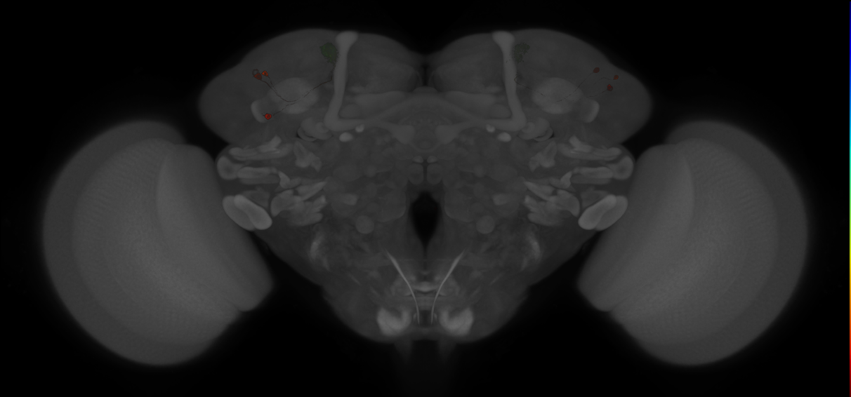 JRC_MB027B_Brain_20121210_32_I3_20x
