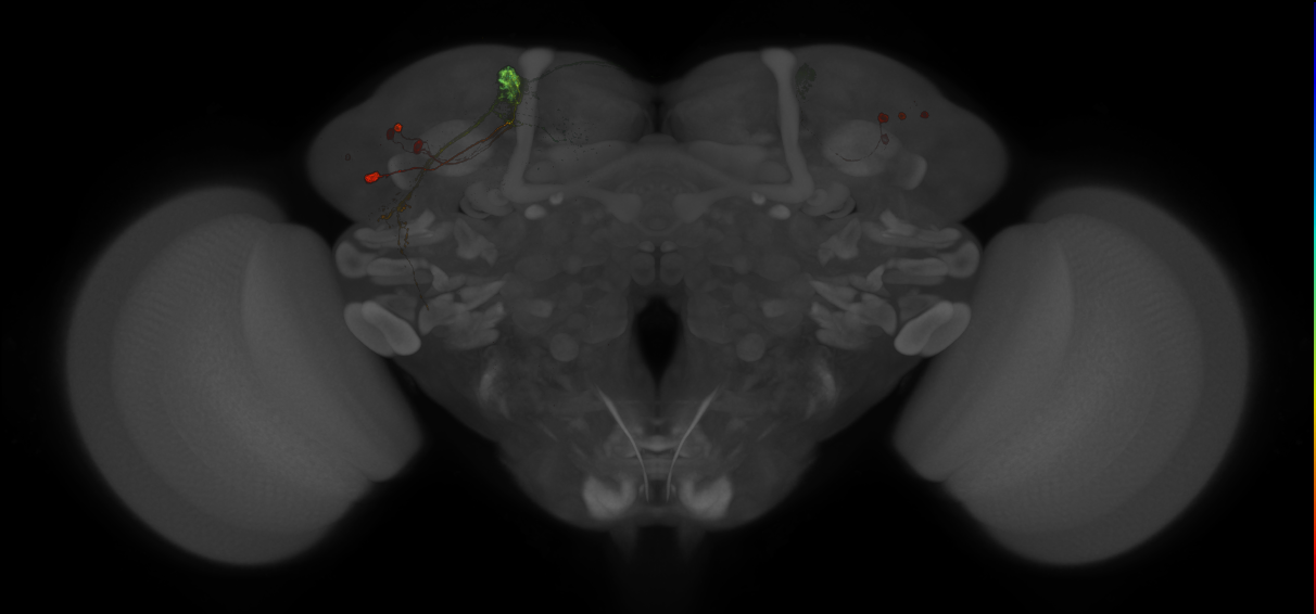 JRC_MB027B_Brain_20121210_32_I4_20x