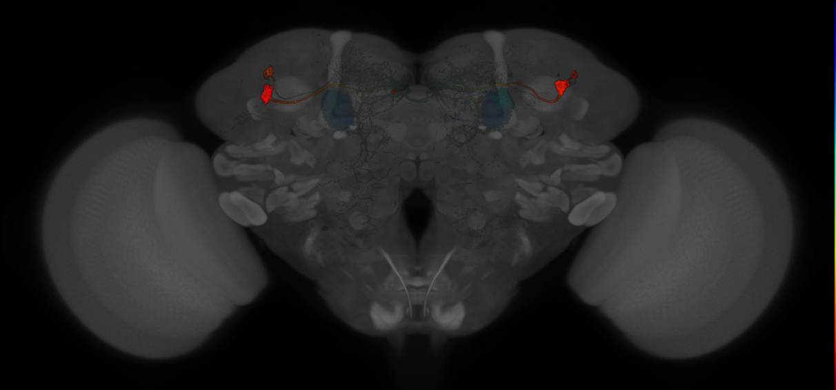 JRC_MB296B_Brain_20121210_33_G2_20x