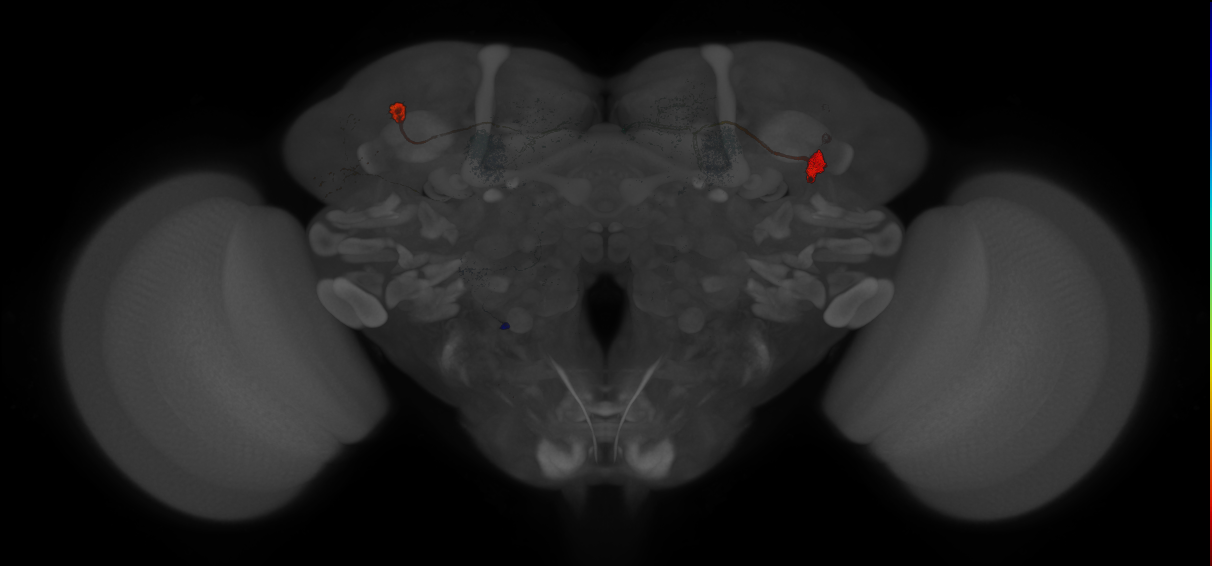 JRC_MB296B_Brain_20121210_33_G4_20x