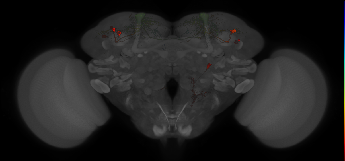 JRC_MB065B_Brain_20121210_33_H4_20x