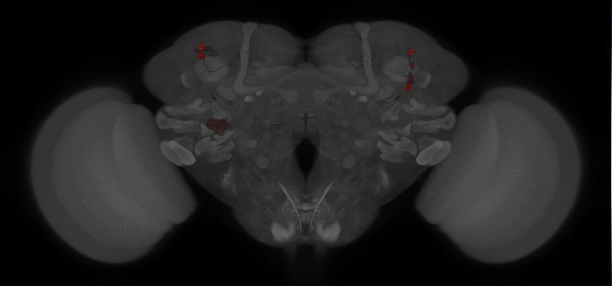 JRC_MB065B_Brain_20121210_33_H6_20x