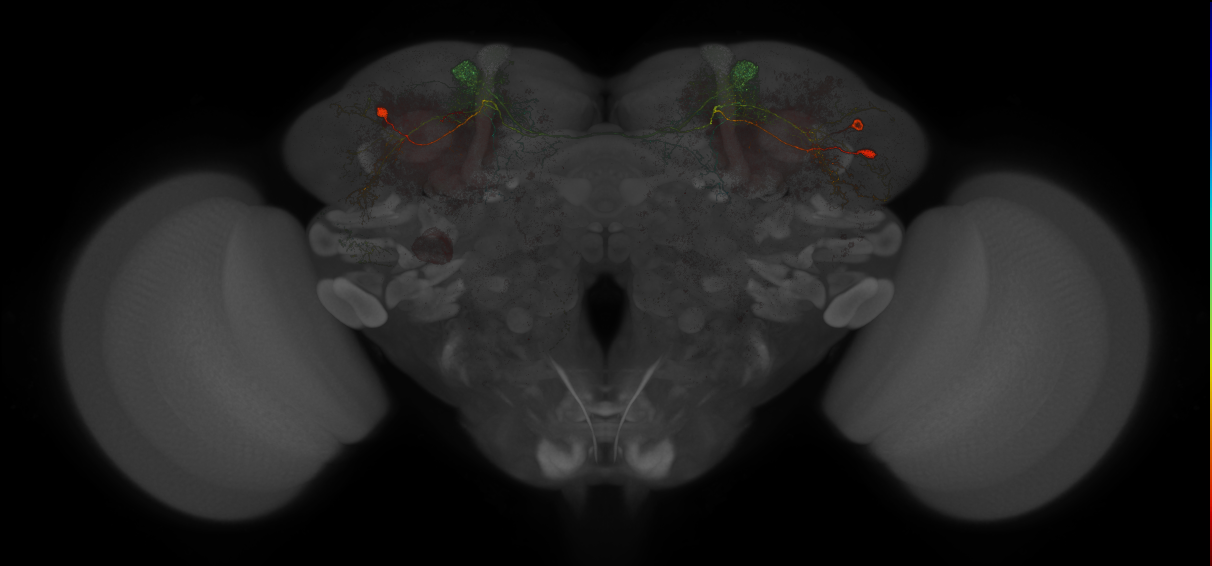 JRC_MB304B_Brain_20121210_33_J4_20x