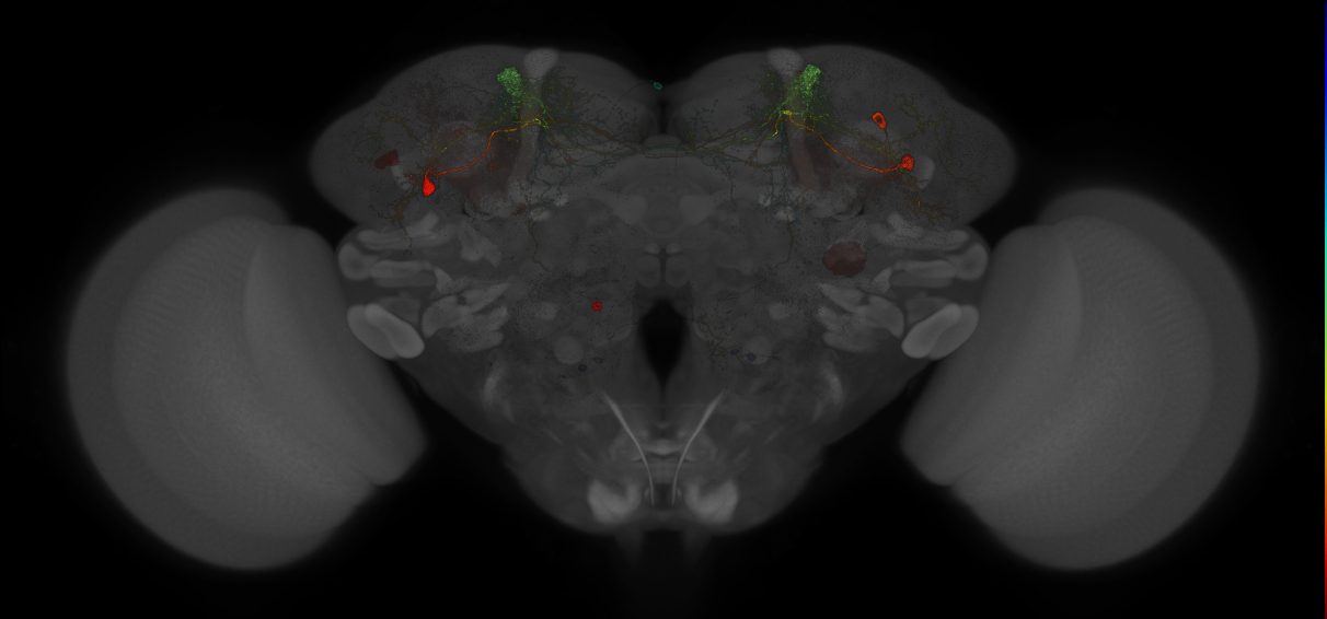 JRC_MB308B_Brain_20121210_33_K3_20x