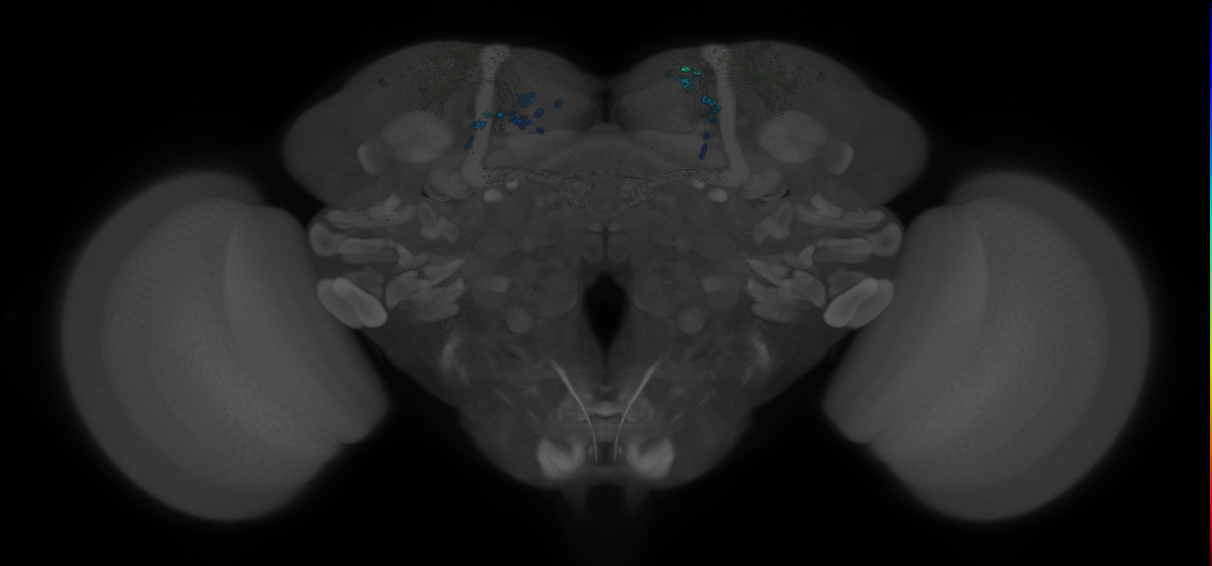 JRC_MB213B_Brain_20121212_32_B5_20x