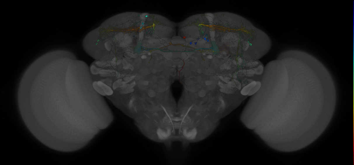 JRC_MB299B_Brain_20121212_32_D3_20x
