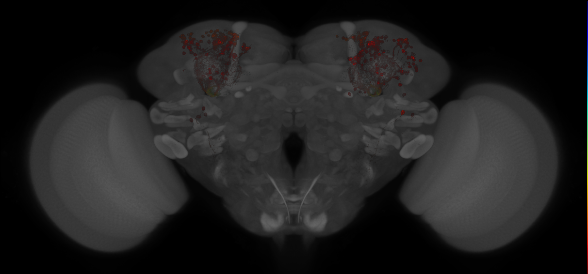 JRC_MB005B_Brain_20121213_32_A4_20x