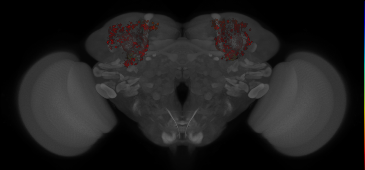 JRC_MB370B_Brain_20121213_32_B2_20x
