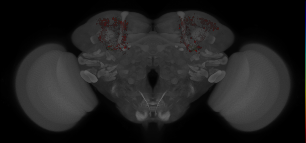 JRC_MB370B_Brain_20121213_32_B4_20x