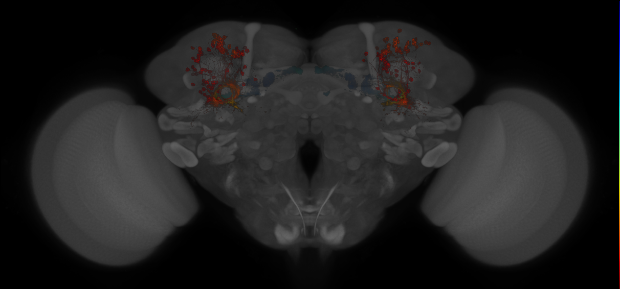 JRC_MB607B_Brain_20130208_32_B1_20x
