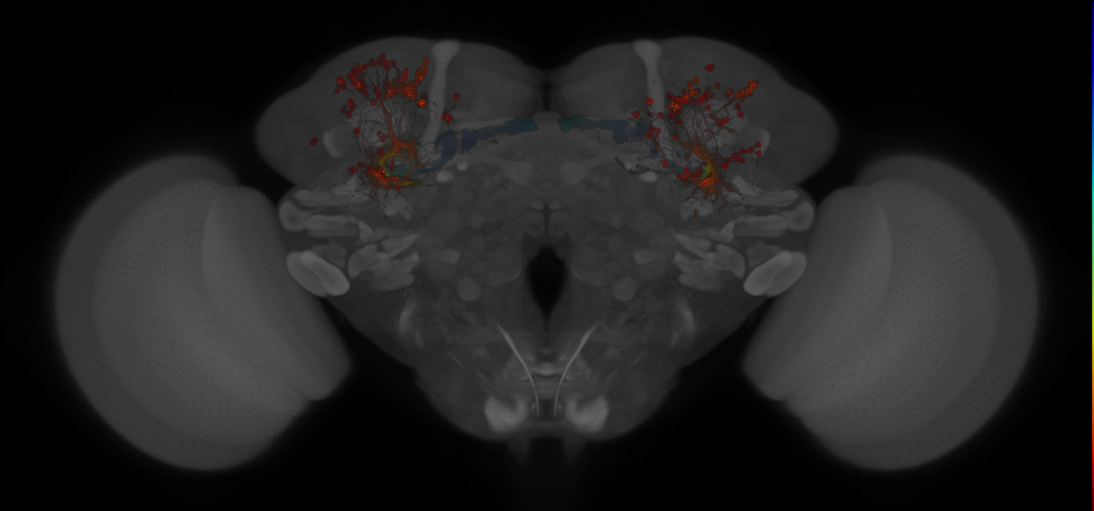 JRC_MB607B_Brain_20130208_32_B5_20x