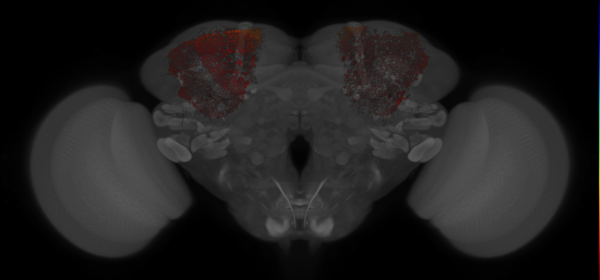 JRC_MB010B_Brain_20121213_31_A1_20x