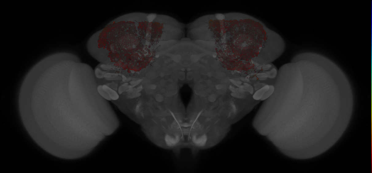 JRC_MB010B_Brain_20121213_31_A4_20x