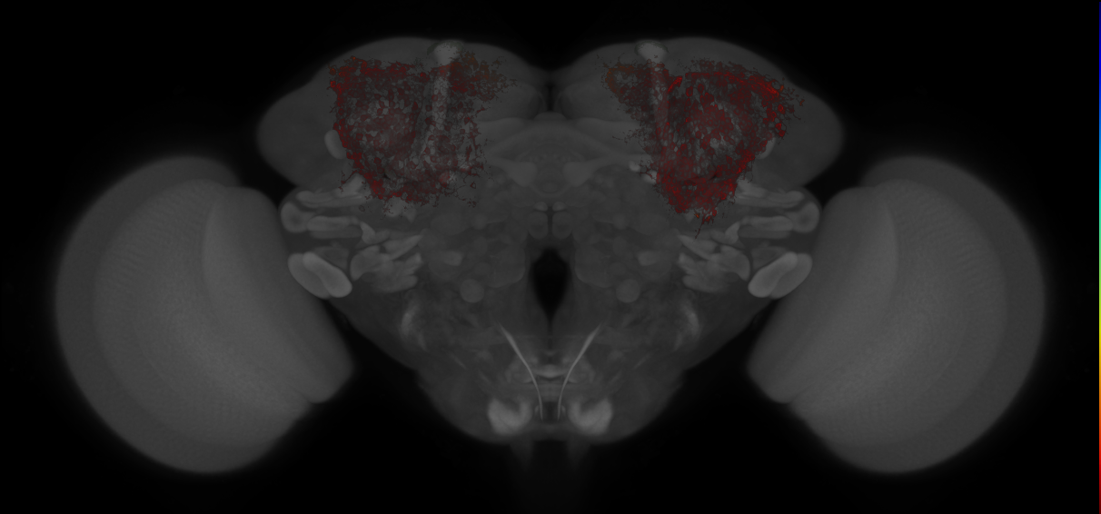 JRC_MB417B_Brain_20121213_31_C4_20x