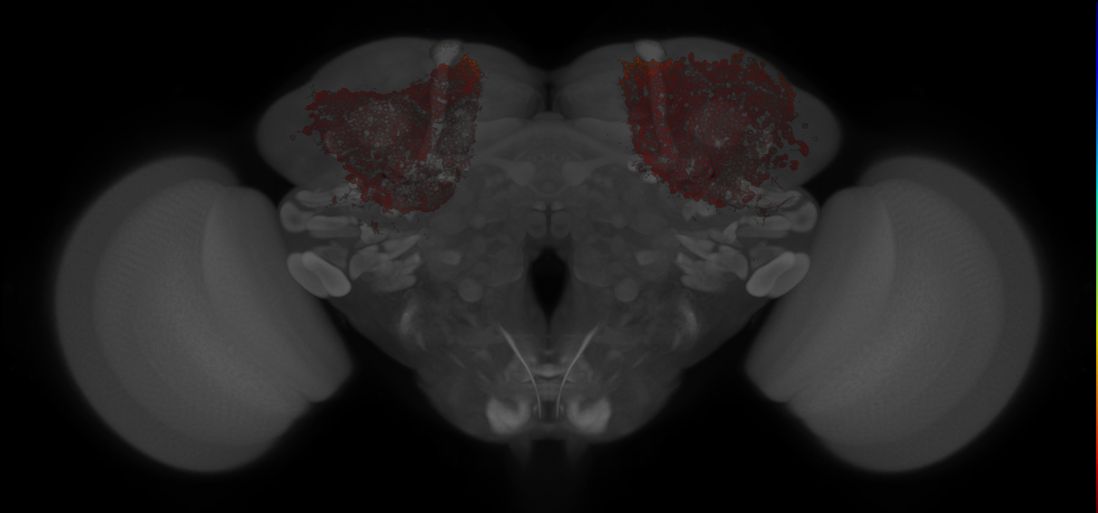 JRC_MB364B_Brain_20121213_31_D2_20x