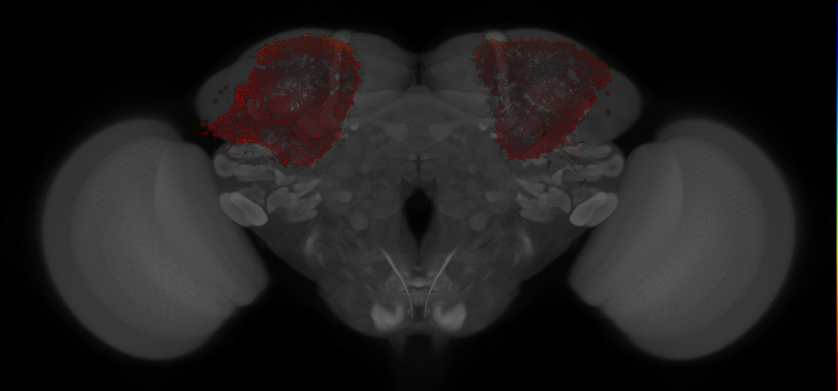 JRC_MB364B_Brain_20121213_31_D3_20x