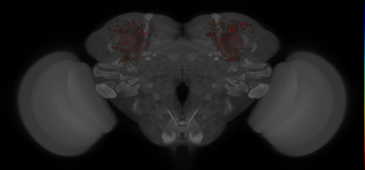 JRC_MB131B_Brain_20121213_31_G3_20x