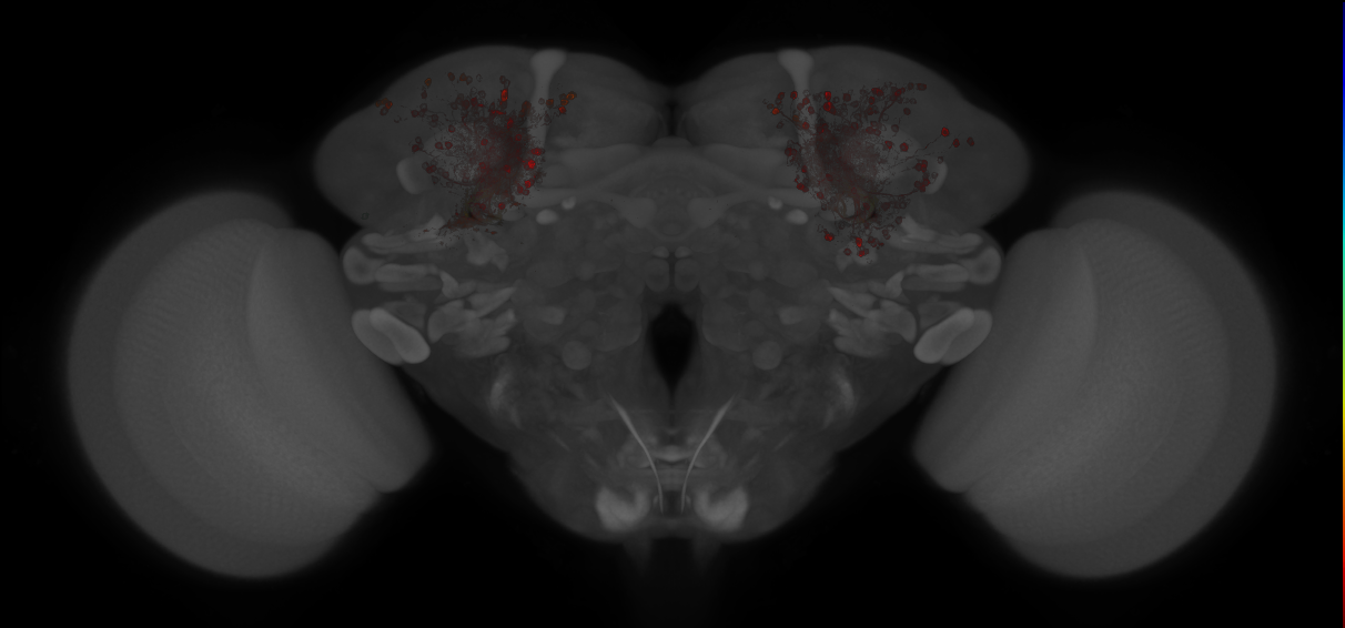 JRC_MB131B_Brain_20121213_31_G5_20x