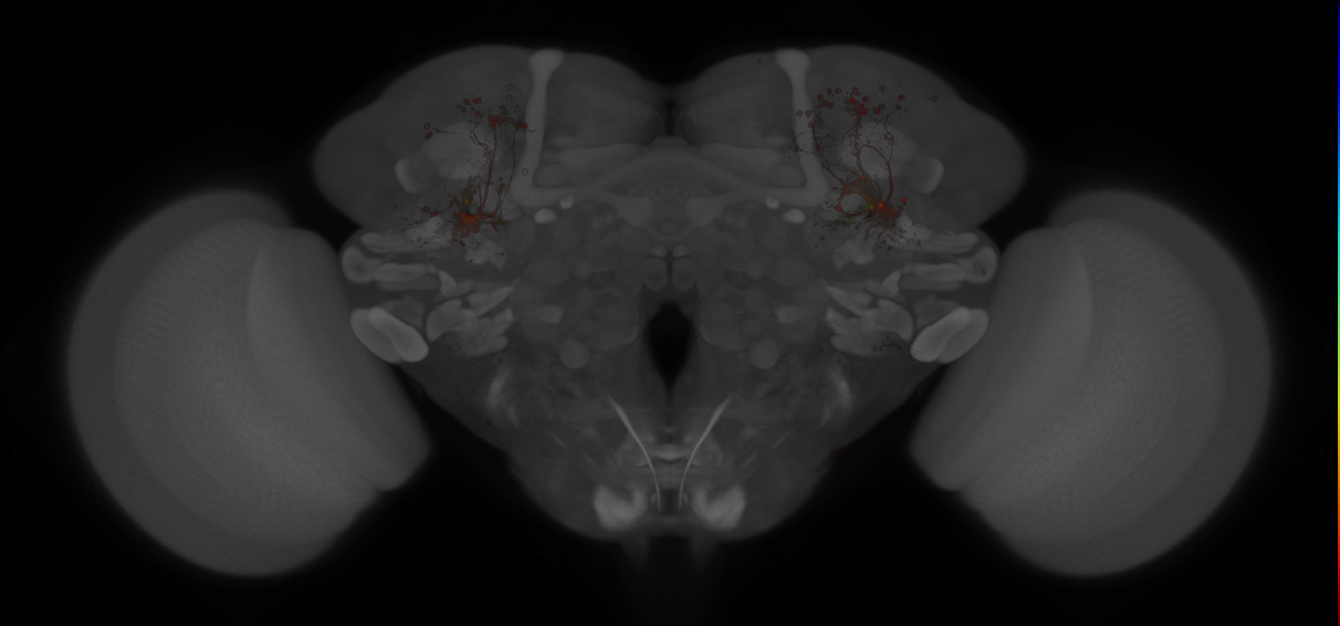 JRC_MB419B_Brain_20121213_31_I2_20x