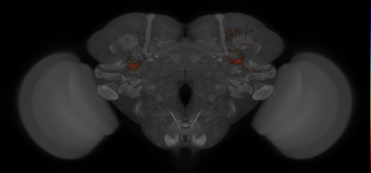 JRC_MB419B_Brain_20121213_31_I3_20x