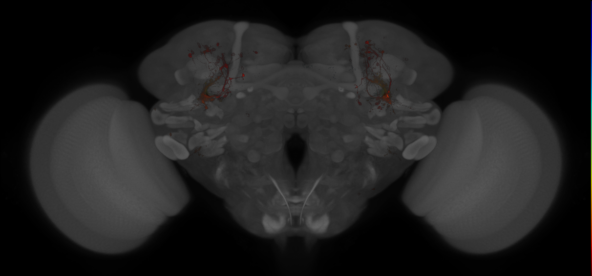 JRC_MB419B_Brain_20121213_31_I4_20x