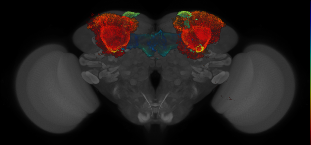 JRC_MB364B_Brain_20140410_31_H4_20x