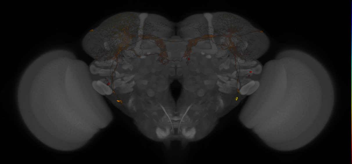 JRC_LH2454_Brain_20121208_31_F2_20x
