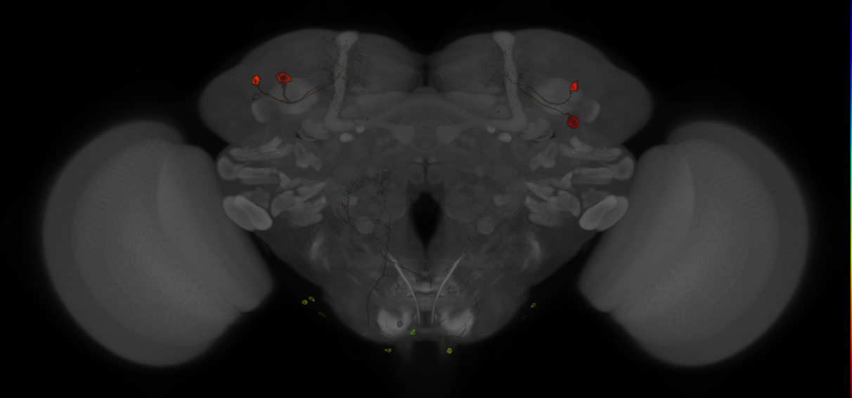 Split-GAL4 lines from Montague et al., 2019