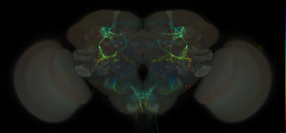 Split-GAL4 lines from Schretter et al., 2020