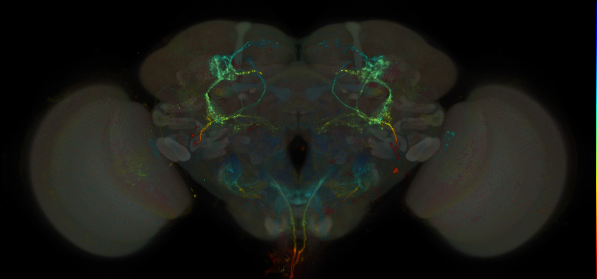 Split-GAL4 lines from Schretter et al., 2020
