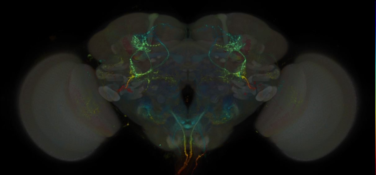 Split-GAL4 lines from Schretter et al., 2020
