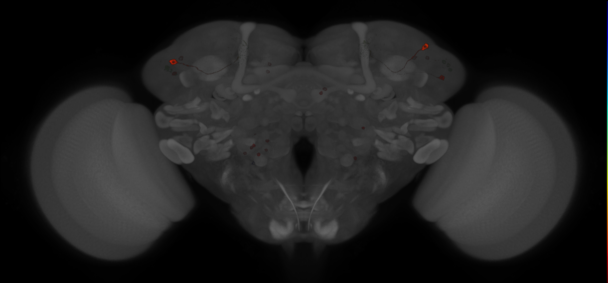 JRC_MB052B_Brain_20121210_32_A3_20x