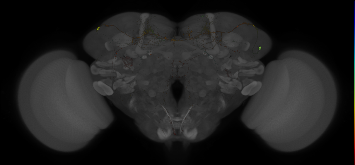 Split-GAL4 lines from Sitaraman et al., 2015