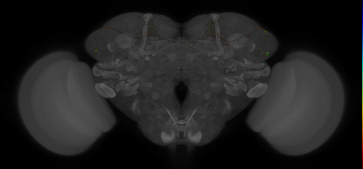 Split-GAL4 lines from Sitaraman et al., 2015