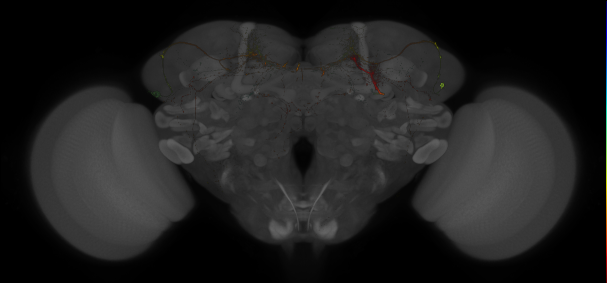 Split-GAL4 lines from Sitaraman et al., 2015