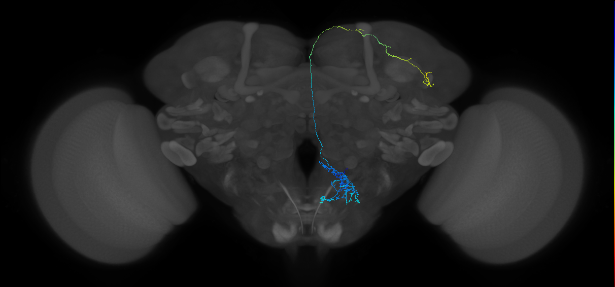 adult superior lateral protocerebrum gustatory projection neuron 3