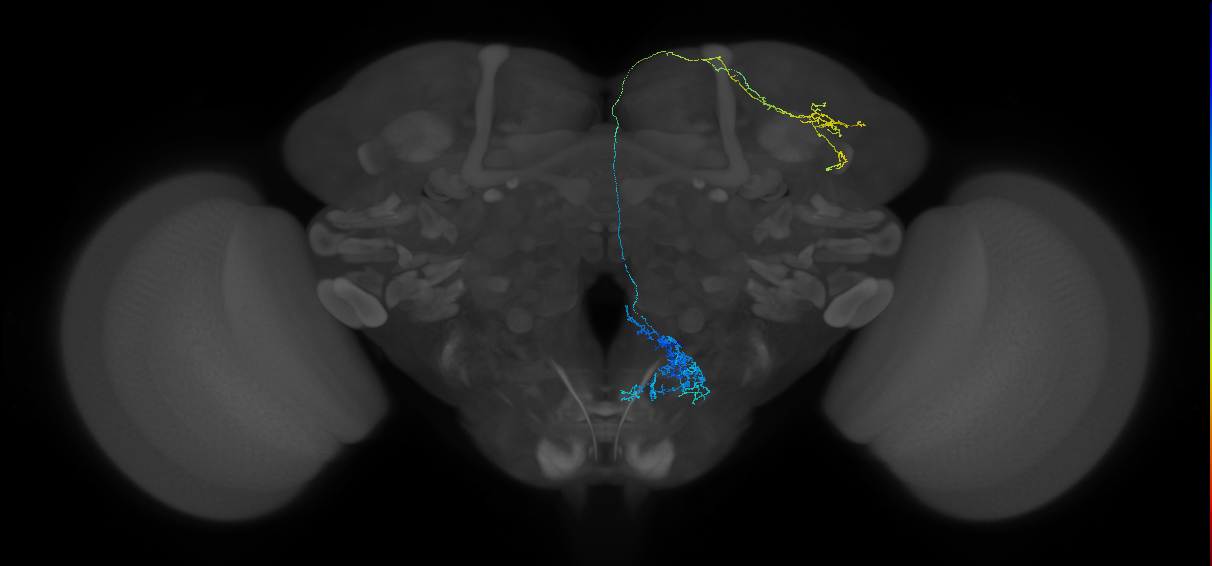 adult superior lateral protocerebrum gustatory projection neuron 3
