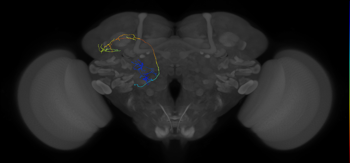 adult multiglomerular antennal lobe projection neuron lvPN