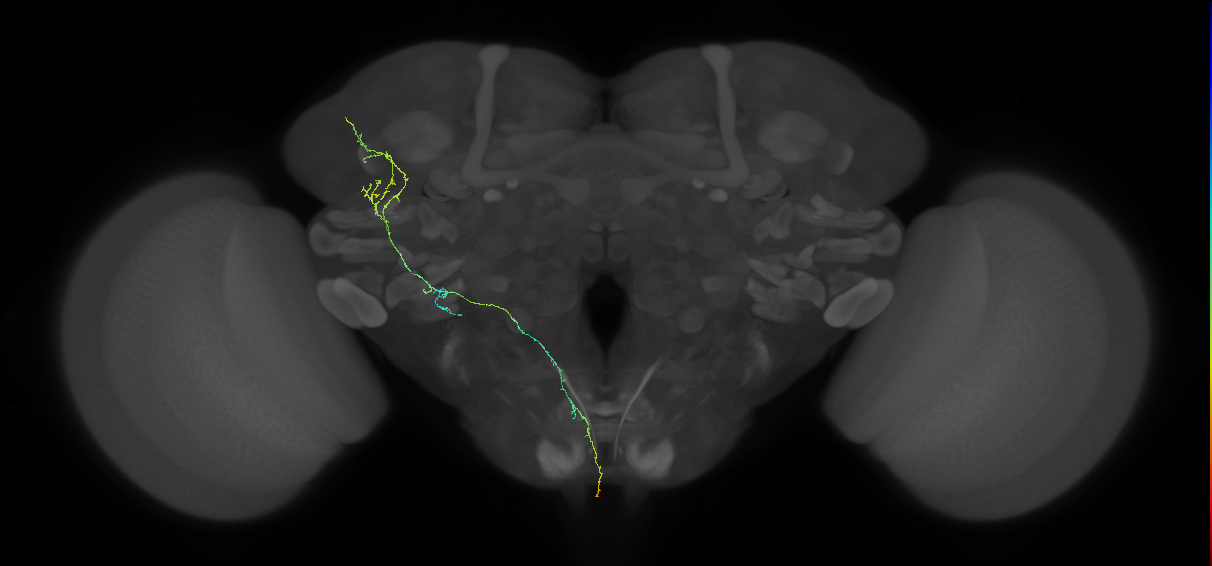 adult ascending superior lateral protocerebrum gustatory projection neuron
