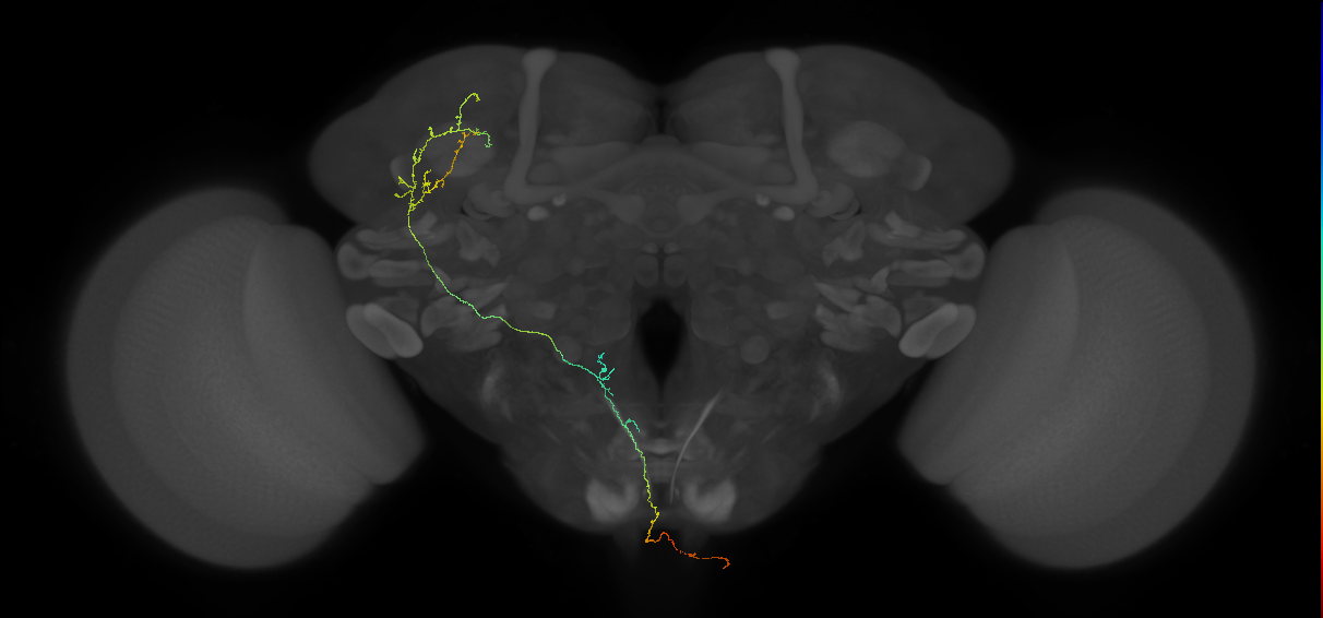 adult ascending superior lateral protocerebrum gustatory projection neuron