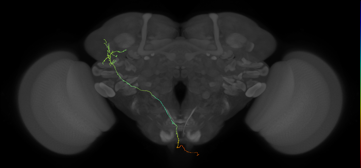 adult ascending superior lateral protocerebrum gustatory projection neuron